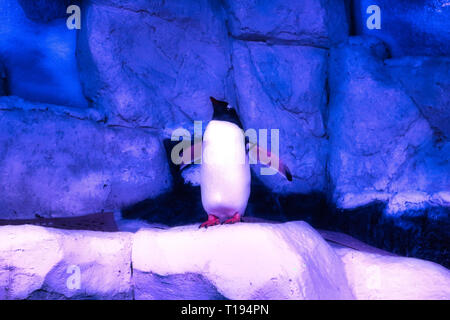 Questa unica immagine mostra un pinguino allo zoo SEA LIFE a Bangkok. Questo è un premiato foto di animali Foto Stock