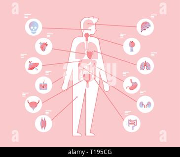 Infografica sull'anatomia umana. Nomi e posizione degli organi interni  anatomici, reni, illustrazioni dei vettori cardiaci e cerebrali. Organi  interni medici Immagine e Vettoriale - Alamy