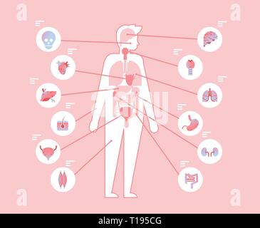 Principali del corpo umano organi interni all'interno di una struttura anatomica modello infografico medico e sanitario concetto flat Illustrazione Vettoriale