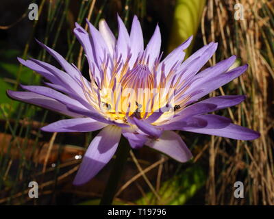 Viola fiore di loto su un laghetto con stingless, native API alimentare all'interno della bella petali. Foto Stock