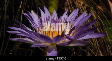 Viola fiore di loto su un laghetto con stingless, native API alimentare all'interno della bella petali. Foto Stock