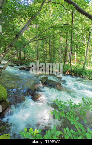 Banca della foresta fiume. bella estate natura paesaggio. le rocce enormi formano una cascata sul torrente. ramoscelli appendere al di sopra del flusso. alberi e massi di muschio Foto Stock