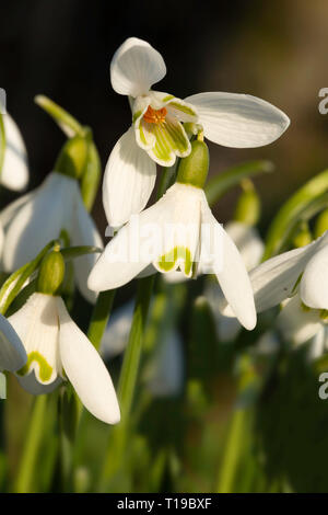 Snowdrops close up con sotto vista interna del fiore con ciuffo di stami gialli. La mattina presto la luce del sole Foto Stock