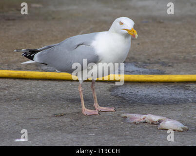 Aringhe adulte Gull Larus argentatus alimentazione su i pesci morti Foto Stock