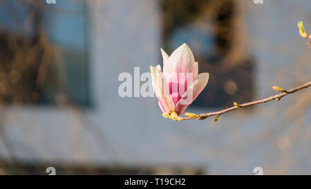 Primo piano della magnolia fiori in primavera Foto Stock