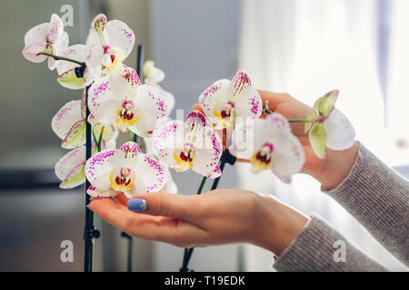 Donna avendo cura di orchidee. Close-up di mani femminili azienda fiori su cucina Foto Stock