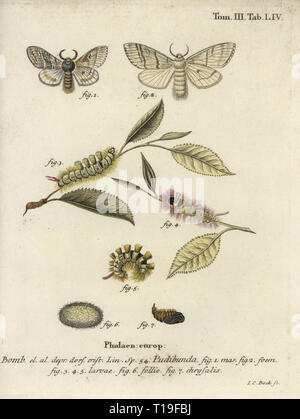 Pale tussock, Calliteara pudibunda. Phalaena pudibunda. Handcolored incisione su rame di Johann Carl Bock da Eugenio Johann Christoph Esper Die Schmetterlinge in Abbildungen nach der Natur, Erlangen, 1786. Foto Stock