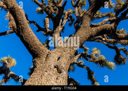 Alberi di Joshua (Yucca brevifolia engelm) nel tardo pomeriggio di sole sulla strada per la valle nascosta - Joshua Tree National Park, California Foto Stock