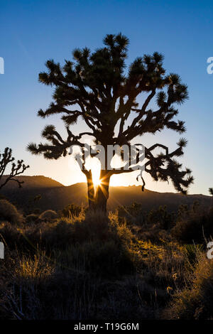 Alberi di Joshua (Yucca brevifolia engelm) retroilluminato in tardo pomeriggio di sole in valle nascosta - Joshua Tree National Park, California Foto Stock