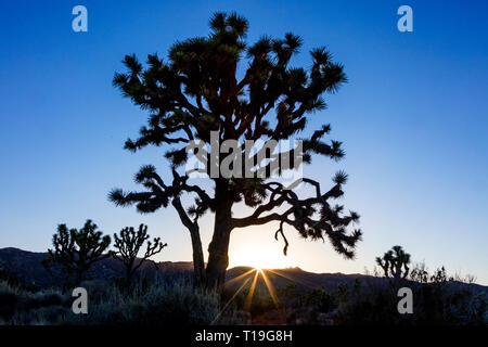 Alberi di Joshua (Yucca brevifolia engelm) retroilluminato in tardo pomeriggio di sole in valle nascosta - Joshua Tree National Park, California Foto Stock