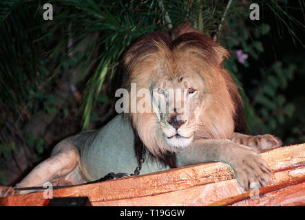 LOS ANGELES, CA - Ottobre 20, 1998: Leone alla premiere mondiale del nuovo video di Disney "Il Re Leone II: Simba orgoglio dell'. Foto Stock