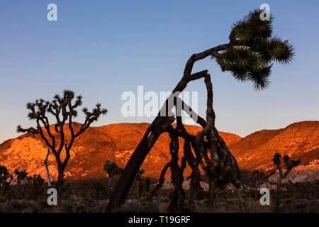 Alberi di Joshua (Yucca brevifolia engelm) profilarsi nel tardo pomeriggio di sole in valle nascosta - Joshua Tree National Park, California Foto Stock