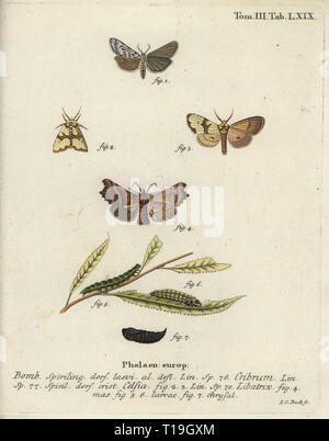 Chiazzato fante, Coscinia cribraria 1, Staurophora celsia 2, 3, e herald moth, Scoliopteryx libatrix 4-8. Phalaena bombice cribrum, celsia, libatrix. Handcolored incisione su rame di Johann Carl Bock da Eugenio Johann Christoph Esperâ€™s Die Schmetterlinge in Abbildungen nach der Natur, Erlangen, 1786. Foto Stock