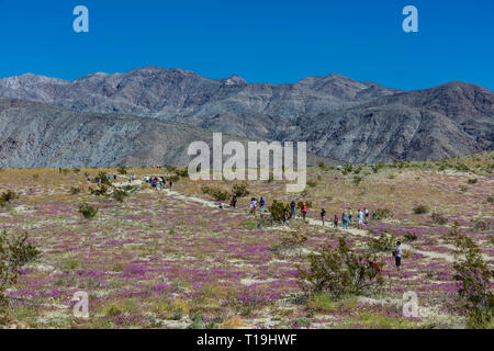 I visitatori potranno gustarsi la verbena sabbia (Abronia villosa) off della S22 road a ANZA BORREGO Desert State Park durante un super bloom - California Foto Stock