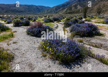 BLUE PHACELIA (Phacelia distans) & CHUPAROSA (Justicia californica) durante un superbloom - ANZA BORREGO Desert State Park, California Foto Stock