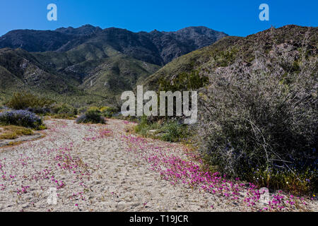 Tappetino viola (Nama demissum) fiorisce in un lavaggio in ANZA BORREGO Desert State Park, California Foto Stock