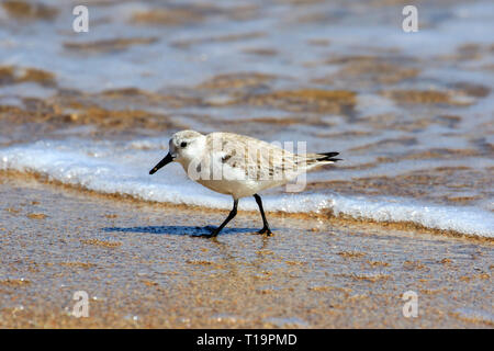 Sanderling (Calidris alba) su una spiaggia di sabbia Foto Stock