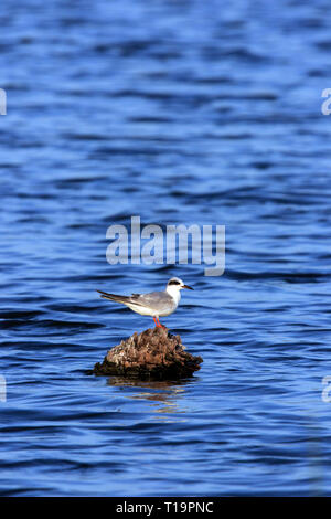 Forster's Tern Sterna forsteri) appollaiato su un tronco di albero in mezzo di acqua. Foto Stock