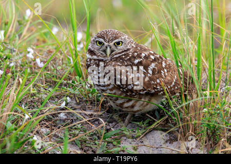 Scavando la civetta (Athene cunicularia) alla nidificazione burrow. Foto Stock