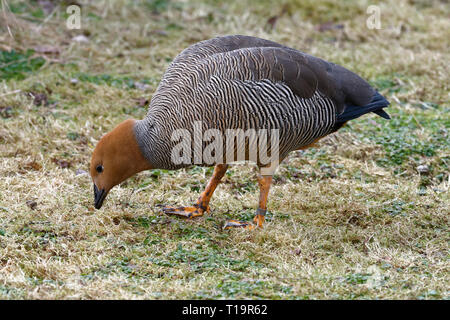 Ruddy capo-Goose - Chloephaga rubidiceps alimentare sull'erba Foto Stock