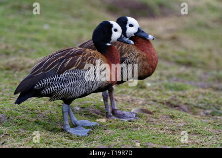 Di fronte bianco-sibili-duck - Dendrocygna viduata due su erba, dal Sud America e Sud Africa Foto Stock