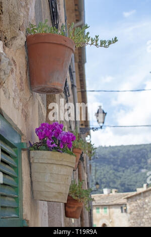 Bellissimi vasi di terracotta con il rosa ciclamino fiori sul muro di pietra a Valldemossa Mallorca. Foto Stock