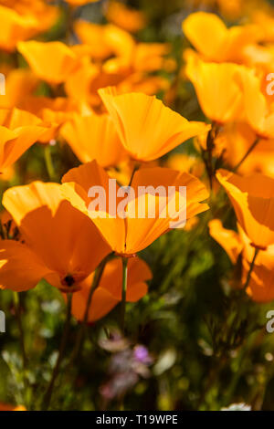 Papaveri CALIFORINA (Eschscholzia californica) coprono i pendii durante un super bloom vicino al lago di Elsinore, CALIFORNIA Foto Stock