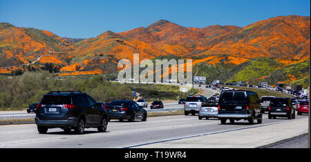 Papaveri CALIFORINA (Eschscholzia californica) coprono i pendii durante un super bloom vicino al lago di Elsinore, CALIFORNIA Foto Stock