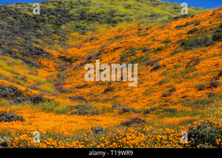 Papaveri CALIFORINA (Eschscholzia californica) coprono i pendii durante un super bloom vicino al lago di Elsinore, CALIFORNIA Foto Stock