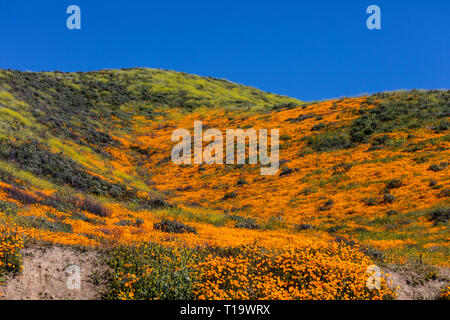 Papaveri CALIFORINA (Eschscholzia californica) coprono i pendii durante un super bloom vicino al lago di Elsinore, CALIFORNIA Foto Stock