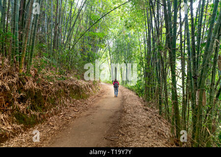 New Scenic 5 posti su strada sterrata passeggiata tra il verde degli alberi di bambù. Boschi road. Foresta di sorprendenti Foto Stock