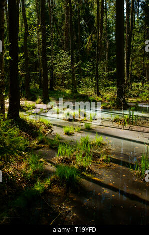 Incredibile sunrise nella foresta. Il Parco Nazionale "Biebrzański". La Polonia. Foto Stock