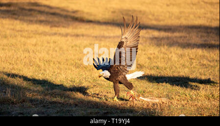 Aquila calva caccia e alimentazione nella luce del mattino su Lopez Island Washington Foto Stock