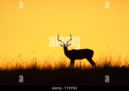 Impala il bambino e la madre silhouette a sunrise nel Maasai Mara Foto Stock