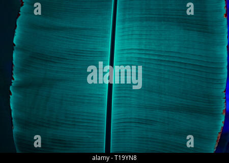 Banana Leaf close-up, prospettiva astratta, strisce, texture, foglie di blu, di luce e di ombra, materiale modificabile Foto Stock