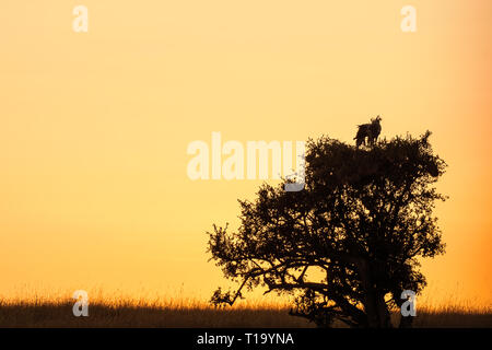 Segretario bird su tree top di sunrise, il Masai Mara Foto Stock