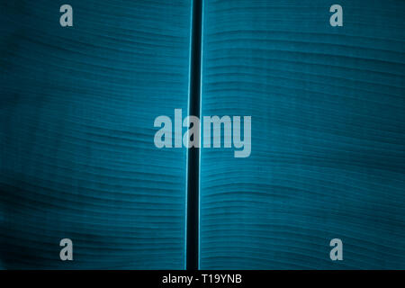 Banana Leaf close-up, prospettiva astratta, strisce, texture, foglie di blu, di luce e di ombra, materiale modificabile Foto Stock