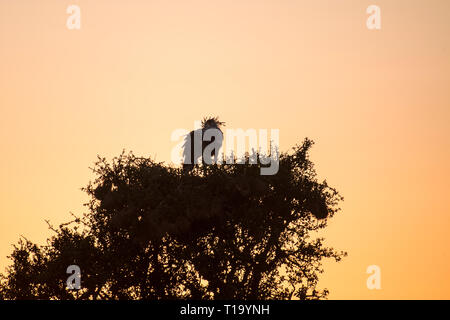 Segretario bird su tree top di sunrise, il Masai Mara Foto Stock