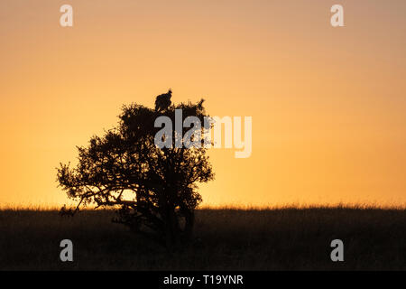 Segretario bird su tree top di sunrise, il Masai Mara Foto Stock