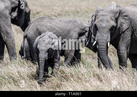 Elefante africano famiglia alimentazione erba secca nel Maasai Mara Foto Stock