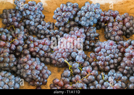 Vendemmia da giardino per preparare nel cestello Foto Stock