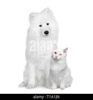 Di cane e di gatto, Angora Turco e Samoiedo davanti a uno sfondo bianco Foto Stock