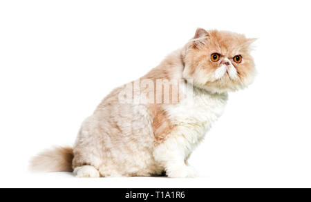 Gatto persiano seduto davanti a uno sfondo bianco Foto Stock