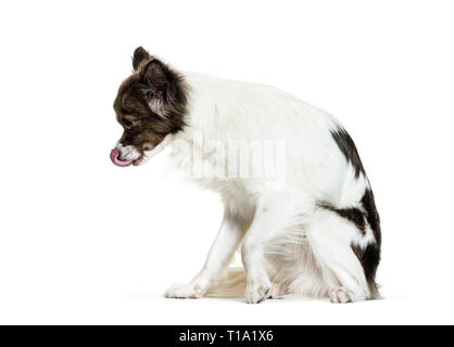 Chihuahua seduto davanti a uno sfondo bianco Foto Stock