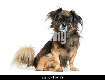 Tibetan spaniel seduto davanti a uno sfondo bianco Foto Stock