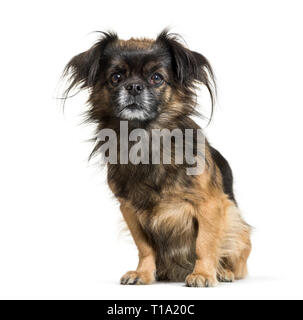 Tibetan spaniel seduto davanti a uno sfondo bianco Foto Stock
