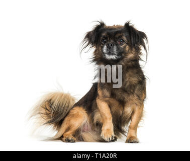 Tibetan spaniel seduto davanti a uno sfondo bianco Foto Stock
