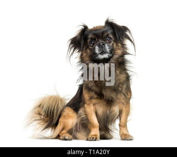 Tibetan spaniel seduto davanti a uno sfondo bianco Foto Stock