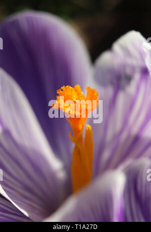 Extreme close up immagine di un arancio luminoso lo stigma al centro di un viola e bianco striato fiore Crocus. Accesa la mattina presto dalla sun. Foto Stock