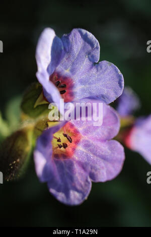 Chiudere l immagine della bella Lavanda fiori di Pulmonaria officinalis in primavera, illuminato dal sole di sera. Noto anche come Lungwort, Foto Stock